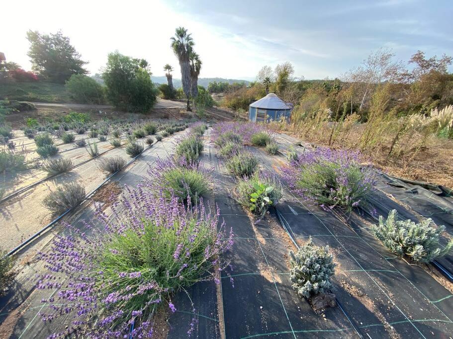 Valley Center Glamping-Sky Dome Yurt-Tiny House-2 By Lavenders Field 빌라 외부 사진